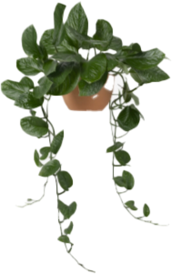 Indian Fig Cactus